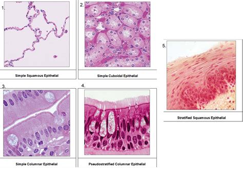 Stratified Epithelium