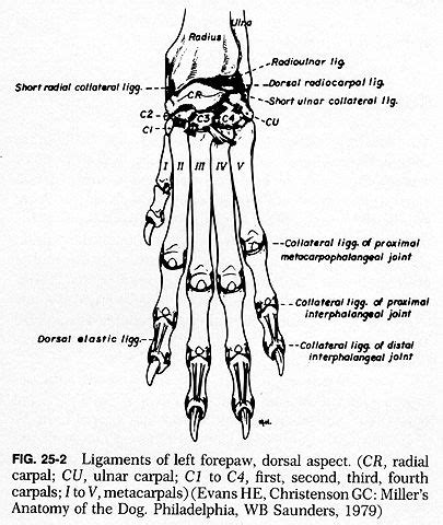 A visual guide to understanding dog anatomy with labeled diagrams. Pin by Chelsea Daugherty on dog carpus | Dog leg, Dog ...