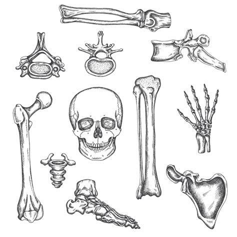 Premium Vector Human Skeleton Bones And Joints Vector Sketch