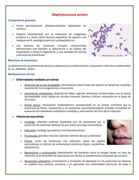 Resumen Staphylococcus Aureus Y Sphylococcus Epidermidis