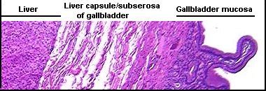 Hepatic Histology Extrahepatic Biliary System