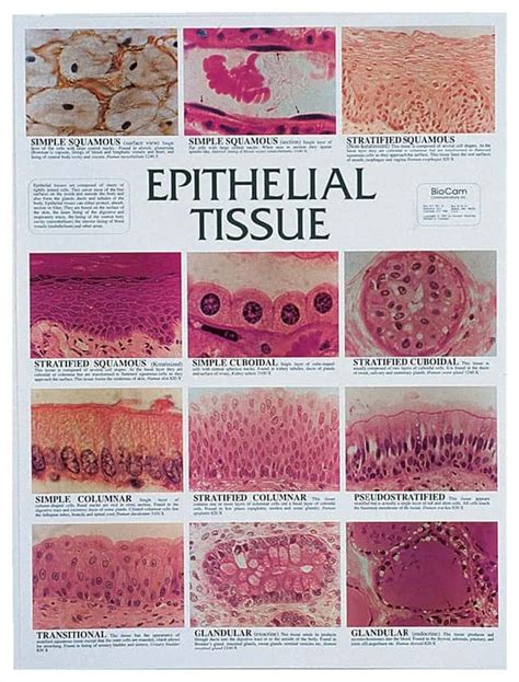 Summary Of Epithelial Tissues Printable Anatomy Worksheets