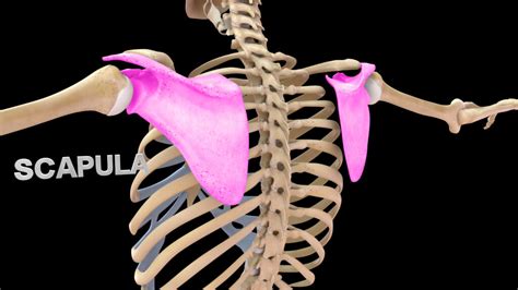 Scapula Dyskinesis Shoulder Biomechanics Mymsk Clinic Manchester