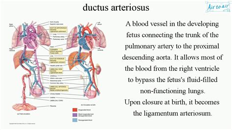 Ductus Arteriosus Youtube