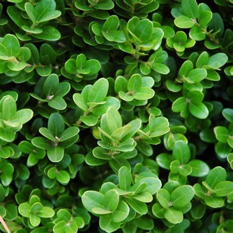 English boxwood is often referred to as dwarf boxwood due to its slow growth rate. Dwarf English Boxwood 'Suffruticosa' (Buxus sempervirens ...