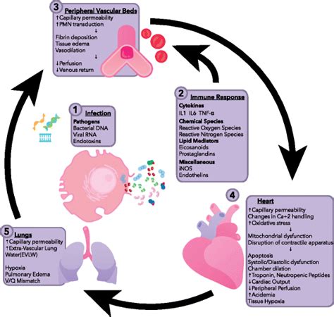 Sepsis Pathophysiology Diagram