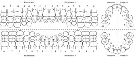 Dental Tooth Numbers Chart Teeth Numbers And Names System Dental