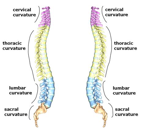 Vertebral Column Diagram Labeled