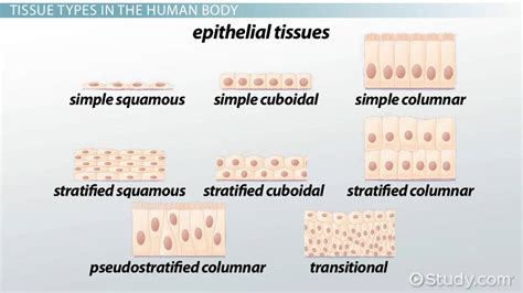 Epithelial Layer Definition Explanation Video Lesson Transcript