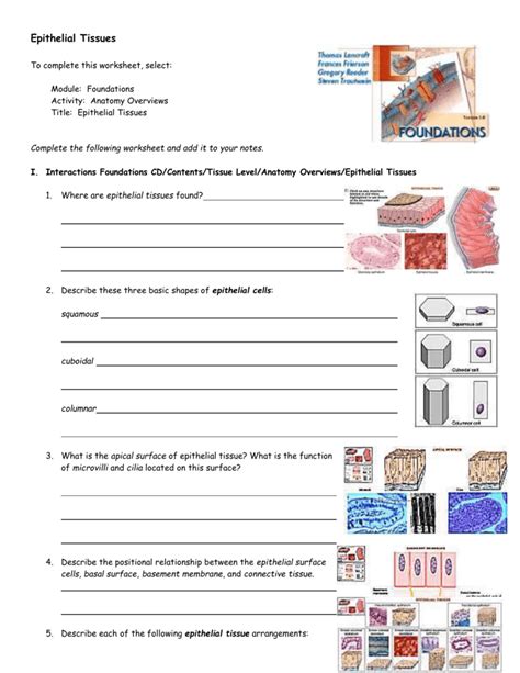 Epithelial Tissue Worksheet Anatomy Anatomy Worksheets