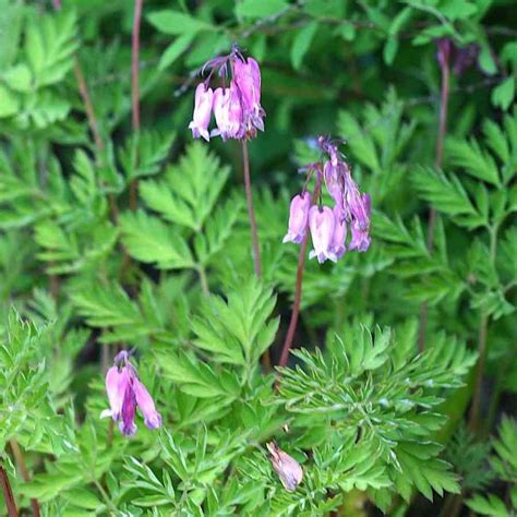 Dicentra Formosa Småhjerte Stauderiket Blogg