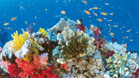 Want to visit the great barrier reef without breaking the bank? Het Great Barrier Reef is 's werelds grootste koraalrif ...