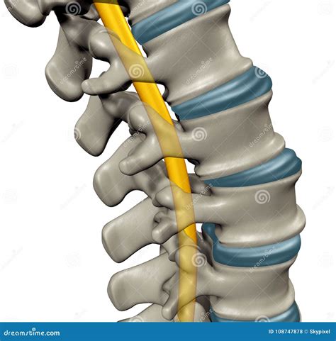 Spinal Cord Human Anatomy Stock Illustration Illustration Of Human