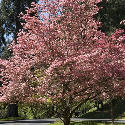 There are numerous blossoming trees flowering trees are unquestionably gorgeous attractions that you can plant in your garden as small understory trees, large, spreading shrubs. Pink Flowering Dogwood Tree - Green Thumbs Garden