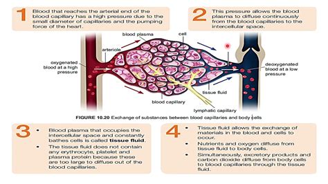 10 Chapter 10 107 Formation Of Tissue Fluid Youtube