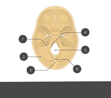 Occipital Bone Labeled Anatomy Landmarks Getbodysmart 58 Off