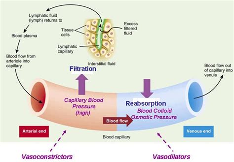 Lymph Circulation Flow Chart Flowchart Examples