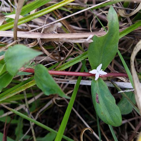 Diodia Virginiana L