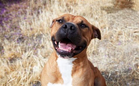 Free Stock Photo Of Dog Dogs Happy Dogs