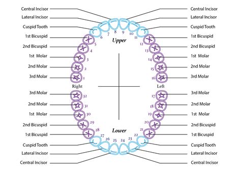 Printable Tooth Chart With Numbers