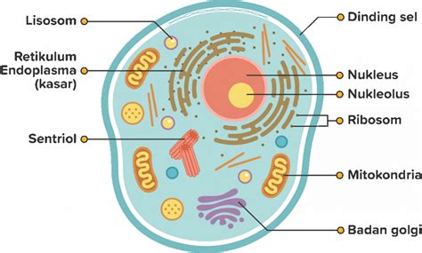 Mempelajari Tentang Pengertian Dan Fungsi Organel Sel