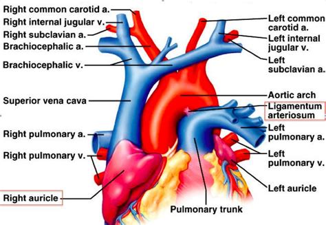 Ductus Arteriosus Ligamentum Arteriosum Anatomy Pinterest Ductus