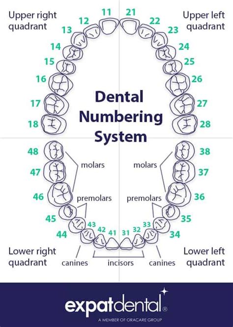 Tooth Numbering System Chart Porn Sex Picture