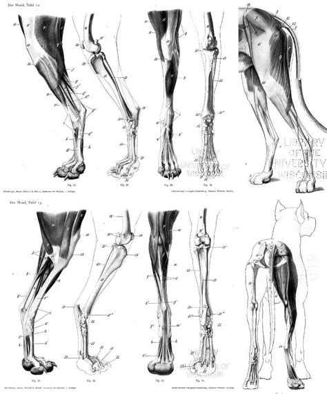 Dog knee and knee cap. Back leg | Dog anatomy, Horse anatomy, Fox anatomy