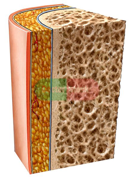 In this short video i use blender 2.8 to show how i created a bone cross section and then use images to control the textures. Bone Section with Skin | Doctor Stock