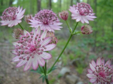 This tough perennial blooms in shades of burgundy, red, pink, lavender, and white. Planning a Perennial Shade Garden, Part 2: Unique Shade ...