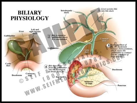 Biliary Physiology S A Medical Graphics