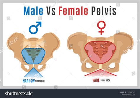 Male Vs Female Pelvis Main Differences стоковая иллюстрация