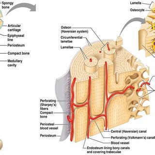 There is a thin outer layer of dense connective tissue called 'periosteum'. Schematic diagram of long bone cross section [47 ...