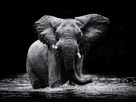 Check spelling or type a new query. Power 1 Elephant Black and White Photo Print Wall Art By Gorazd Golob - Walmart.com - Walmart.com