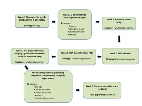 Lab Diagram Flowchart