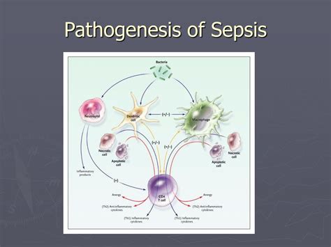 Ppt Sepsis Pathophysiology And Treatment Powerpoint Presentation