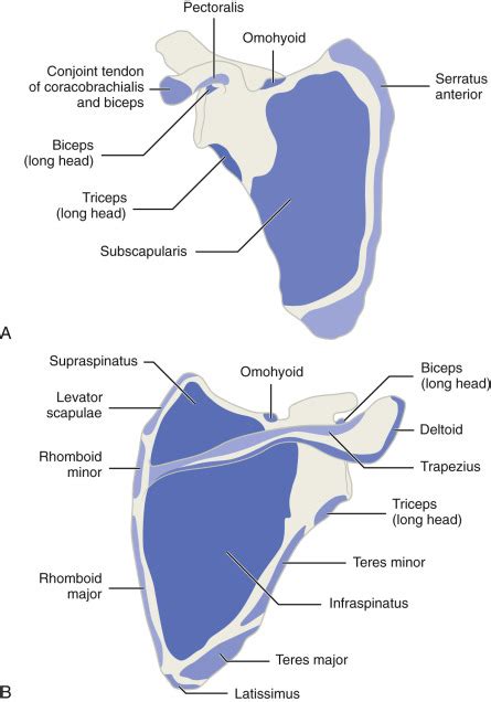 Physical Examination Of The Shoulder Musculoskeletal Key