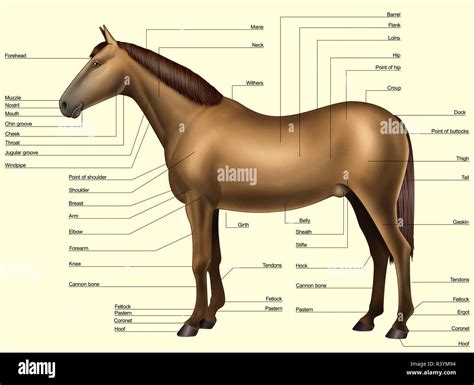 Horse Anatomy Body Parts Stock Photo Alamy