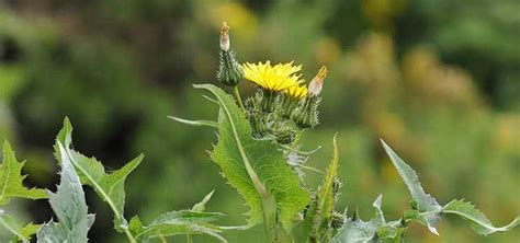 Australian Weed Identification Chart Identifying Weeds