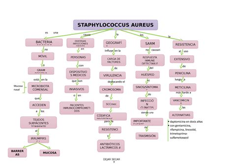 Mapa Mapa Conceptual Staphylococcus Aureus Es Una Los La Causa La The