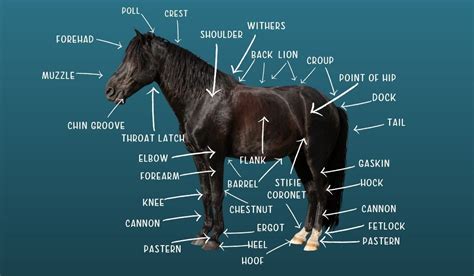 Equine Anatomy Naming The Parts Of A Horse Helpful Horse Hints