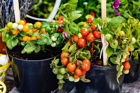 Vegetable Gardening In A Small Space