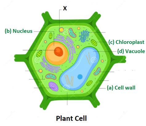 Draw A Typical Plant Cell And Label The Following Parts A Cell Wall B