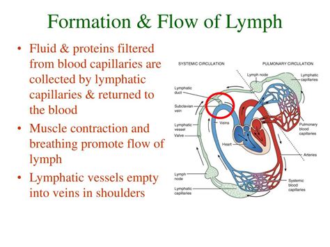 Ppt Lymphatic System Powerpoint Presentation Free Download Id977190