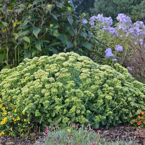 tiramisu sedum