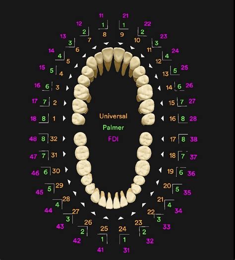 Dental Tooth Numbering System