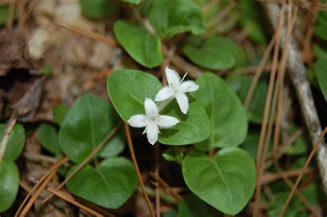 Brendas Texas Wild Garden Virginia Buttonweed