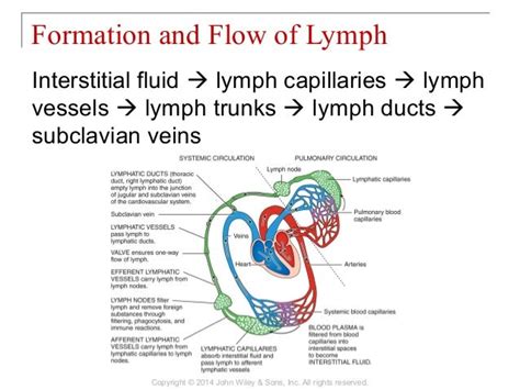 22 Chapter 22 The Lymphatic System And Immunity