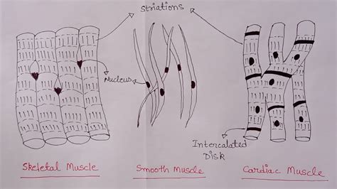 How To Draw Skeletal Smooth And Cardiac Muscle Diagram Types Of