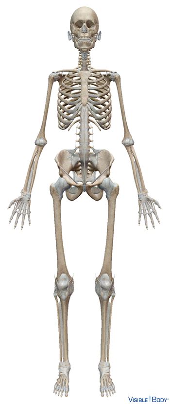 Glossary Of The Skeletal System Learn Skeletal Anatomy Riset